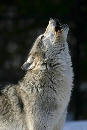 A gray wolf howls at sunset in Wyoming near Yellowstone national park.